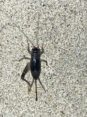 Velarifictorus
