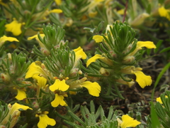 Ajuga chamaepitys