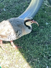Alectoris chukar