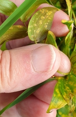 Puccinia myrsiphylli