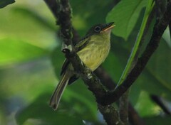 Rhynchocyclus olivaceus