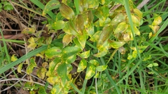 Puccinia myrsiphylli