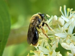 Melandrena