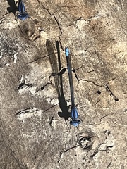 Argia agrioides