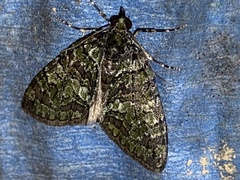 Hydriomena transfigurata