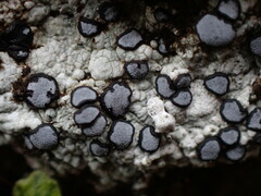 Lecideales
