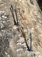 Argia agrioides