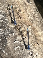 Argia agrioides