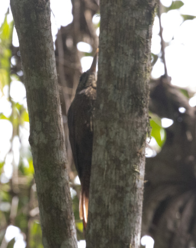 Ocellated Woodcreeper (Xiphorhynchus ocellatus), photo 5