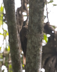 Xiphorhynchus ocellatus