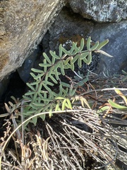 Pellaea ternifolia