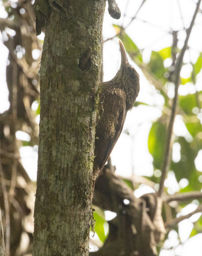 Ocellated Woodcreeper (Xiphorhynchus ocellatus), photo 4