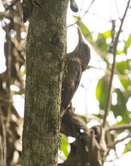 Xiphorhynchus ocellatus