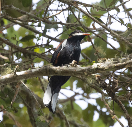 White-eared Solitaire (Entomodestes leucotis), photo 3