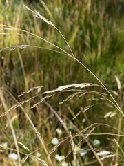 Deschampsia cespitosa