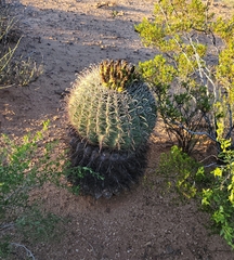 Ferocactus wislizeni