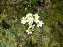 Saxifraga paniculata