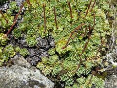 Saxifraga paniculata