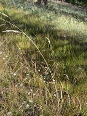 Deschampsia cespitosa