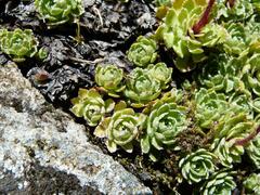 Saxifraga paniculata