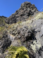 Pellaea ternifolia