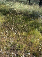 Deschampsia cespitosa