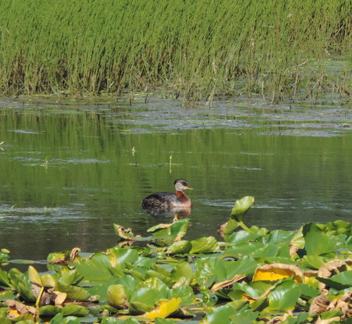 Podiceps grisegena