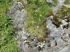 Saxifraga paniculata