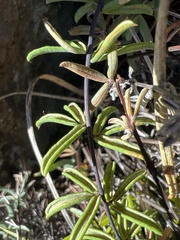 Pellaea ternifolia