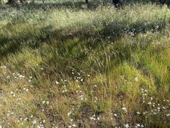 Deschampsia cespitosa
