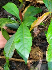 Barringtonia samoensis