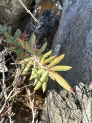 Pellaea ternifolia