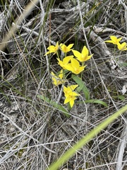 Caladenia flava flava