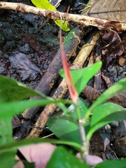 Barringtonia samoensis