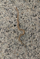 Pituophis catenifer affinis