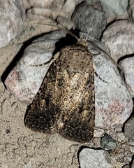 Protorthodes