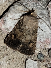 Protorthodes