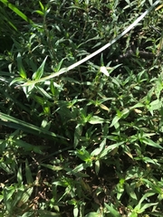 Persicaria prostrata