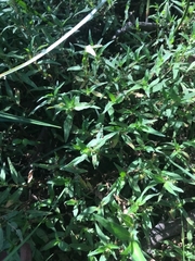 Persicaria prostrata