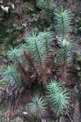 Dawsonia superba