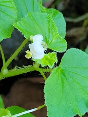 Begonia hirtella