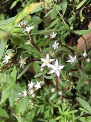 Sedum jaliscanum