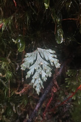 Hymenophyllum pallidum