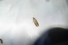 Filatima abactella