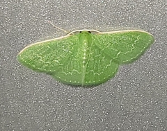 Synchlora frondaria