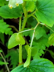 Begonia hirtella