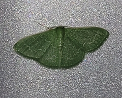 Synchlora frondaria