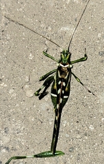 Insara covilleae
