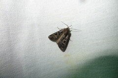 Euxoa divergens
