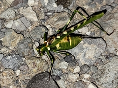 Insara covilleae